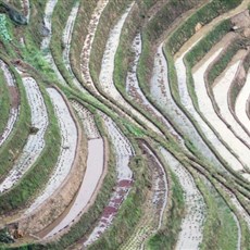 Dragon's Backbone rice terraces